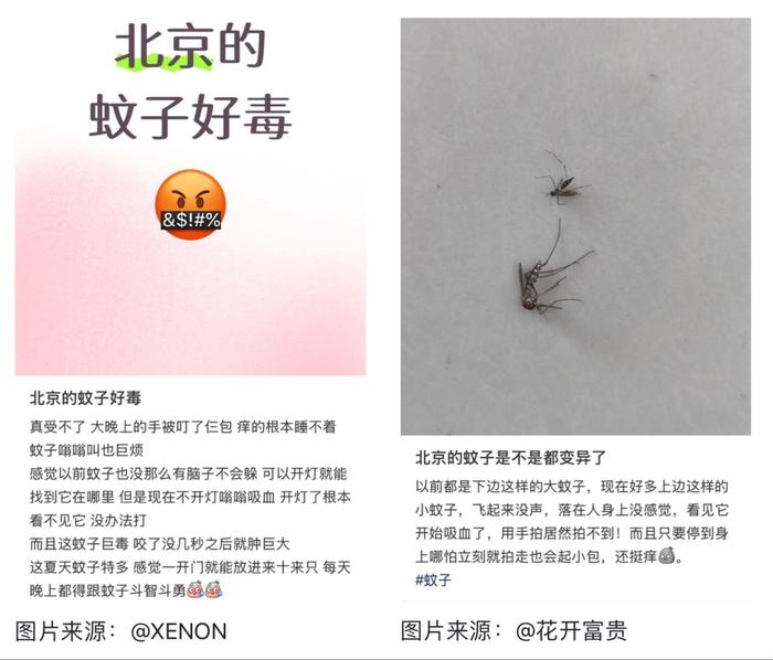 最毒蚊子批量北上